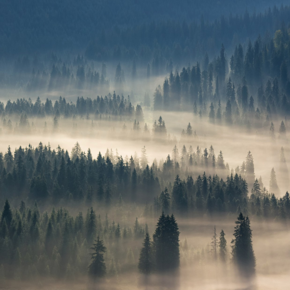 En tät skog täckt av mjuk morgondimma. Höga träd, mestadels barrträd, skapar ett lagermönster, med solljus som filtrerar igenom och kastar långa skuggor. Den övergripande scenen är lugn och stämningsfull.