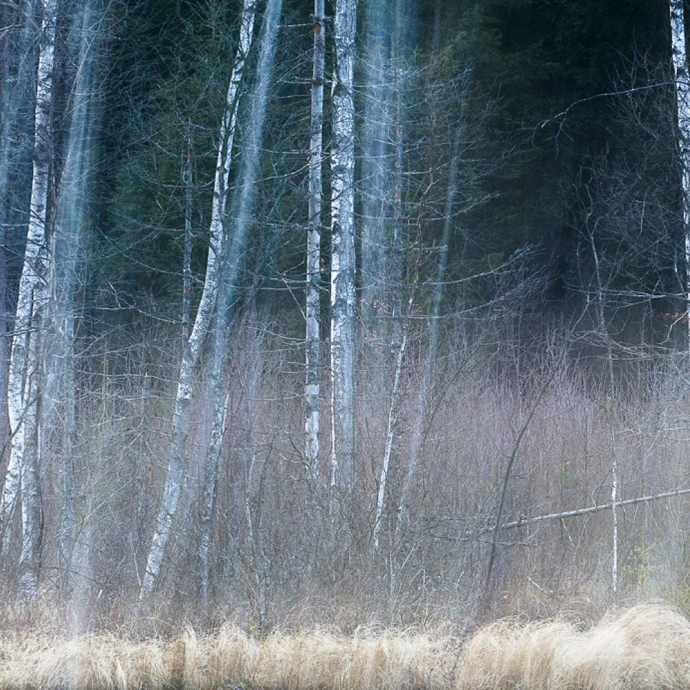 Suddig, vertikal vy av en skogsscen med vita björkträd med gröna barrträd i bakgrunden. Gräs syns i förgrunden, vilket skapar en lite dimmig och eterisk effekt.